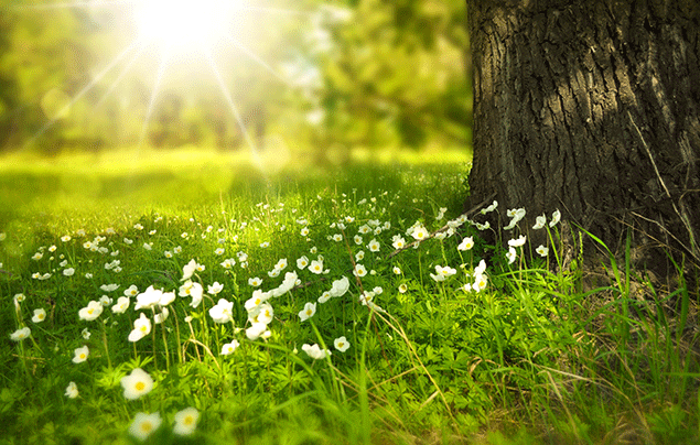 Signs of Spring | Small white flowers beneath a tree, with sunshine in the background.