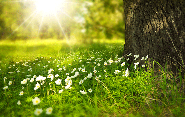 First Signs of Spring in Nature - Woodland Trust