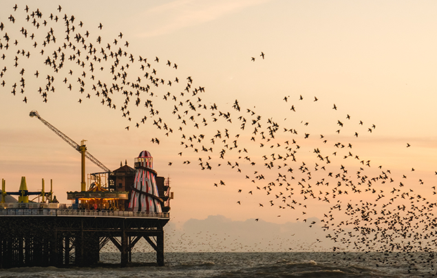 A starling murmuration against a yellow sunset. A pier is in the left corner, and the birds are flying over the sea.
