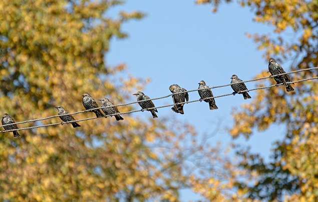 A group of starlings sit in a row along a telephone wire.