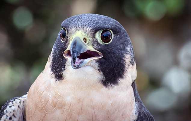 A close up of the head of a peregrine falcon. Its beak is open, and it has a black head and white chest.