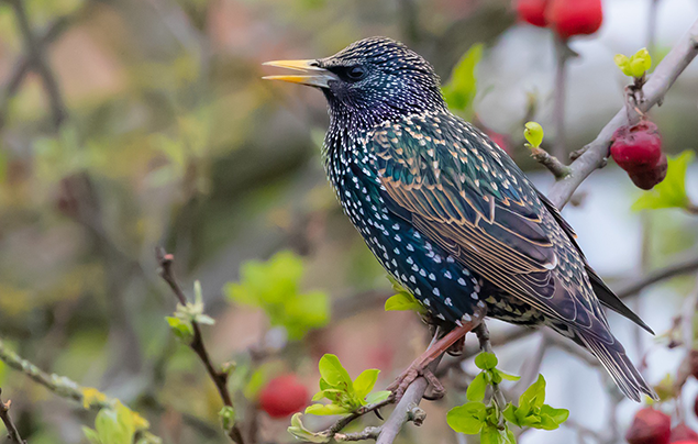 A bird with shiny black, green, and purple feathers sits in a bush with red berries on.