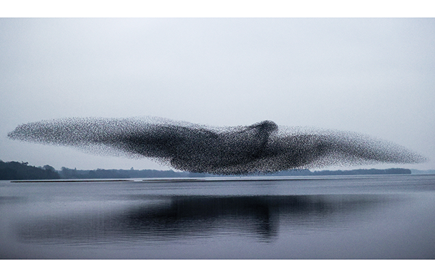 a starling murmuration. the birds have flocked together in the shape of a larger bird.