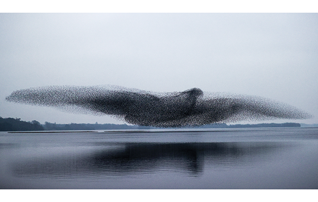 What Is a Murmuration?