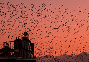 Why do starlings flock in murmuratons? - GardenBird