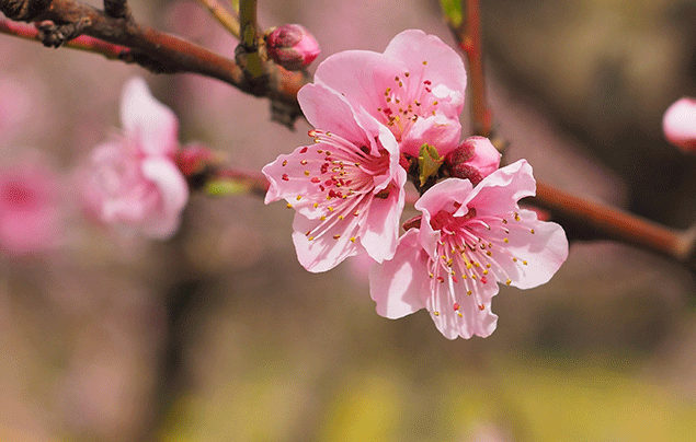Signs of Spring | Pink blossom body image