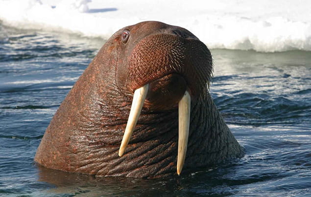 funny walrus gif