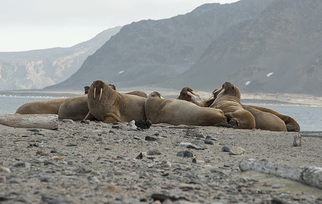 Walruses hauled out on a beach
