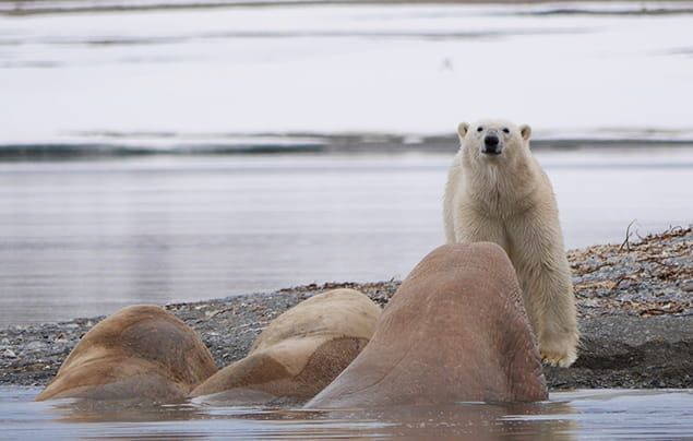 Walrus facts | a polar bear stands across from three walruses, having a look at them