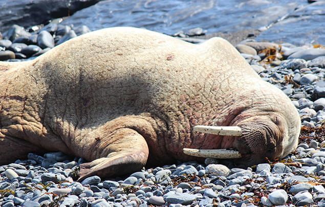 A walrus lies sleeping on a rocky beach