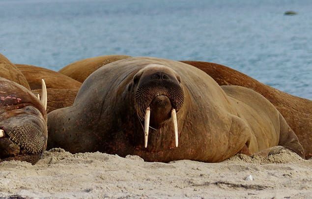 A walrus faces the camera head on, showing off their tusks