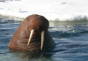 Info - WALRUS