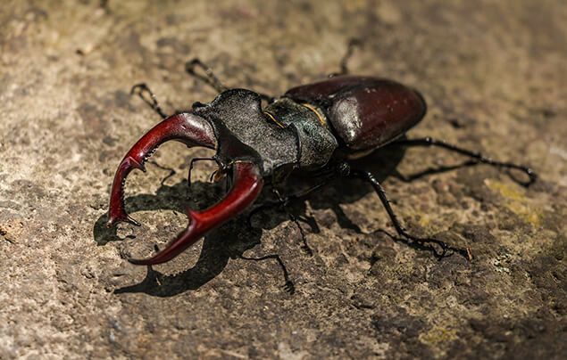 A stag beetle facing the camera, standing on a rock.