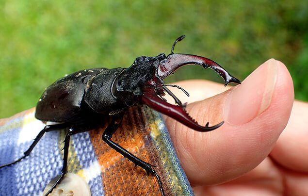 a stag beetle sits on a person's hand. It is about the size of their thumb, and looks calm and passive.