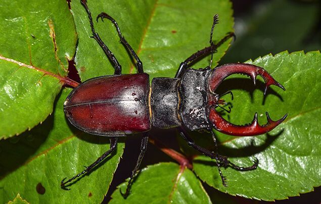 Stag beetle facts for kids! - National Geographic Kids