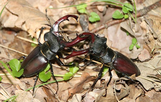 two male stag beetles have their antlers locked together, as they are fighting.