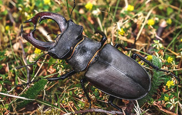 a stag beetle climbs across grass and moss