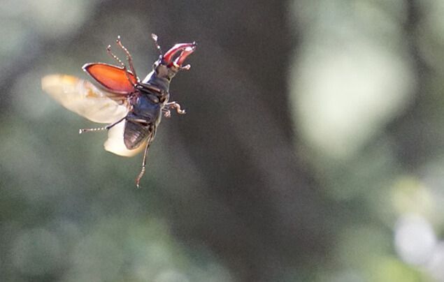 a stag beetle flies through the air, its wings outstretched behind it.