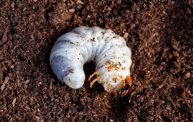 a white grub with an orange head lies in the soil. it's plump and hairless.