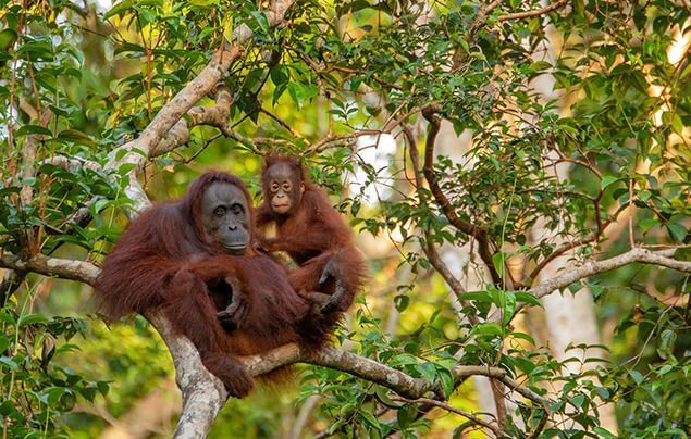 a mother orangutan and baby sit in a healthy rainforest tree