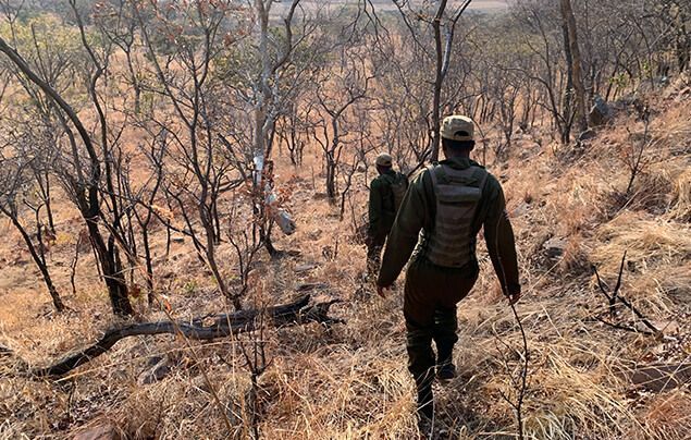 wildlife rangers walk through the savannah, heading downhill through some scrubland