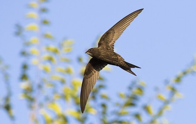 swift nest boxes | a swift flying 