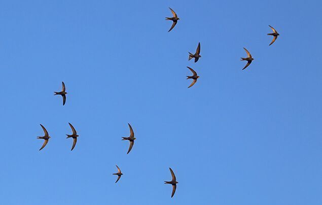 swift nest boxes | a flock of swifts against a blue sky