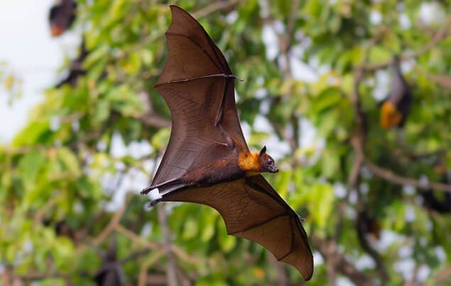 bat facts | a flying fox swoops in front of a tree where others are roosting