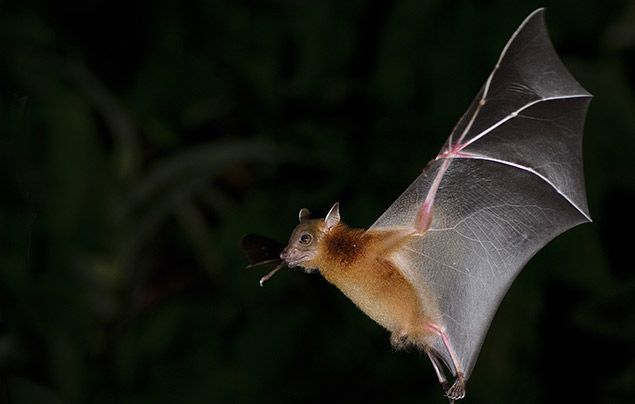 Bats Make Good Neighbors: Ten Facts That May Surprise You