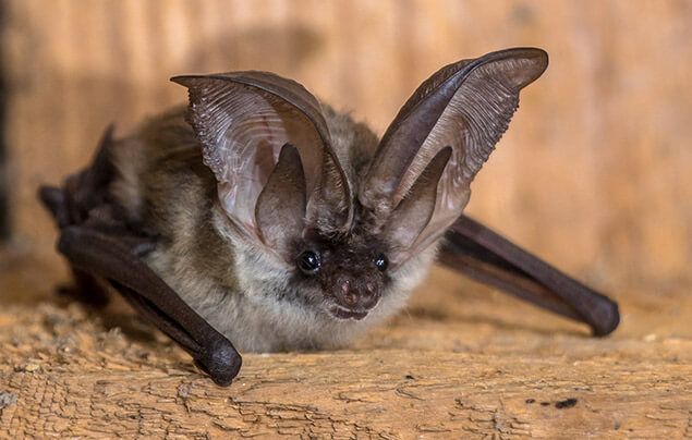 Yellow-winged bat - Facts, Diet, Habitat & Pictures on