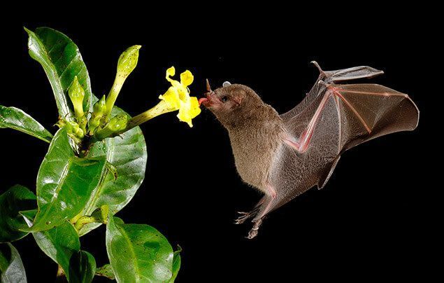 Bats Make Good Neighbors: Ten Facts That May Surprise You