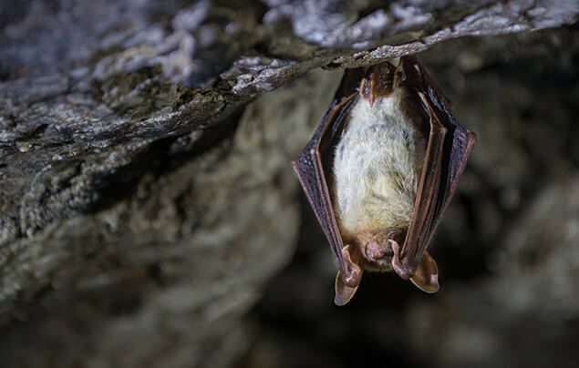 Fruit Bat - Animal Facts for Kids - Characteristics & Pictures