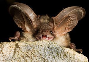 10 brilliant bat facts for kids | National Geographic Kids