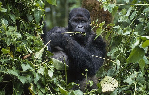 gorilla facts | a gorilla with a mouthful of leaves