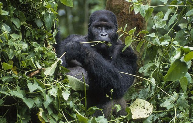 worlds largest gorilla ever recorded