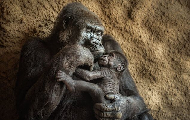 a mother gorilla holds her infant baby
