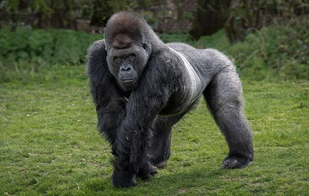 Silverback Gorillas Strength