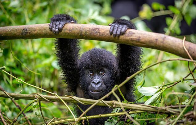 a baby gorilla holds a branch
