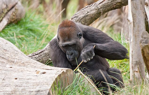 worlds largest gorilla ever recorded