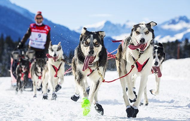 winter olympics facts | a team of huskies pull a sled through the snow