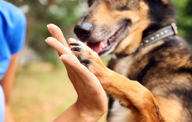 Dog facts | a dog places their paw against a human hand