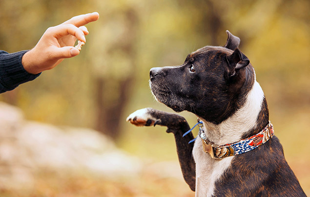 Dog facts | a dog sits holding their paw up in the air, waiting for a treat to be given