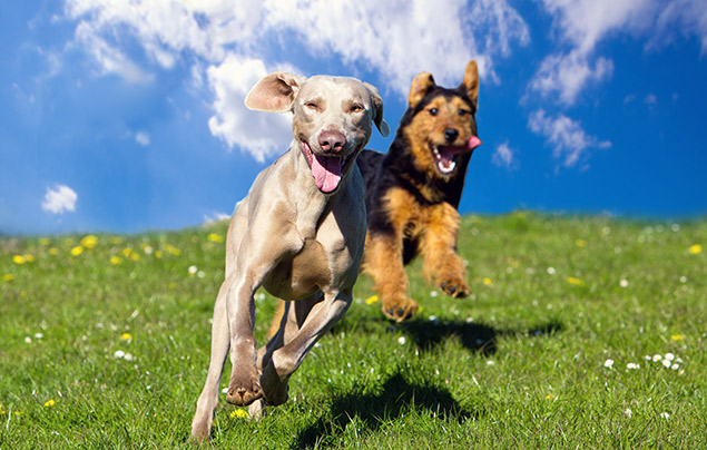 Dog facts | two dogs run together through a green field, under a sunny blue sky