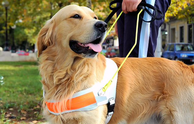 Dog facts | a golden assistance dog stands beside their owner. They are wearing a safety vest with an orange reflector on the front, and a lightweight harness held by their owner.