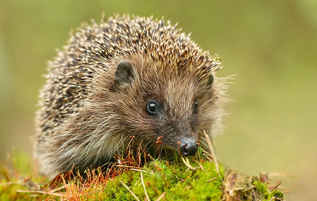 hedgehogs in the garden: a young hedgehog sits on top of a mossy log