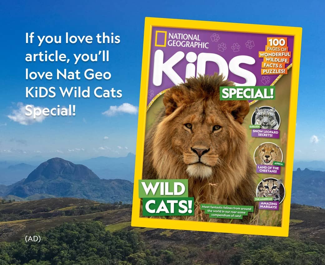 You'll love our educational magazines for all ages! is written on the post, which shows a Nat Geo Kids Special Issue called Wild Cats! with a lion on the cover