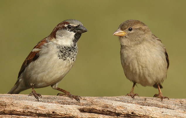 Two birds stand on a wooden table. One has a dark black bib under its chin and a chestnut brown back. The other is pale fawn brown in colour all over with a slightly darker brown eye stripe.