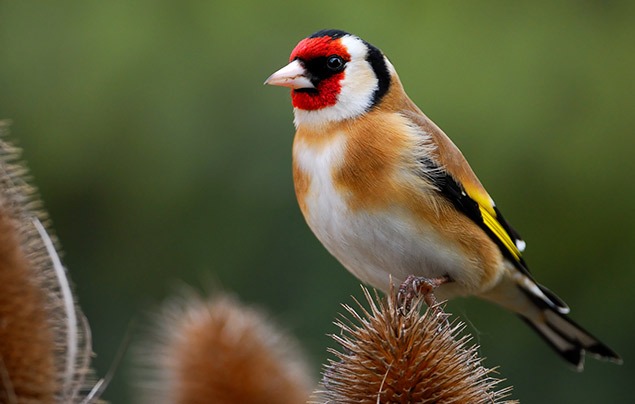 Garden birds | a bird with a bright red face, pale chest and bright yellow splash of colour on its wings stands on top of a spiky teasel.