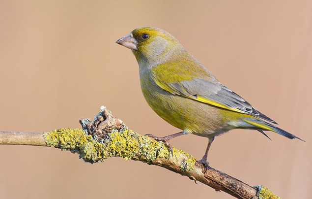 An olive-green bird stands on a twig. It has a grey neck and upper wings, with a bright splash of yellow along the flight feathers.