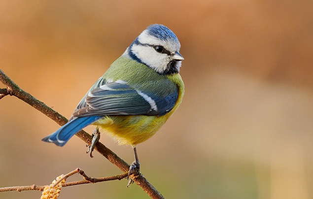 Garden birds | a small bird with a blue crest, yellow chest and green wings balances on a twig